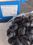 -南非無籽葡萄 South Africa Seedless Grapes